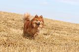 CHIEN FINNOIS DE LAPONIE 241